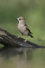 Hawfinch, Coccothraustes coccothrauste,