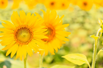Obraz premium Sunflower