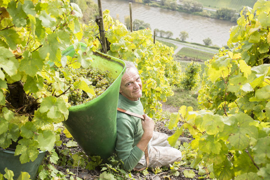 Traubenlese im Steilhang