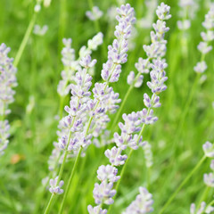 Lavender flowers