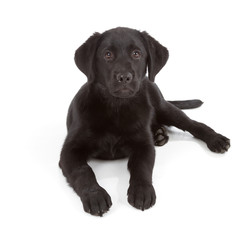 Labrador Retriever Puppy