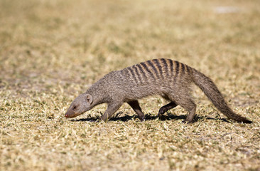 View of wild mongoose
