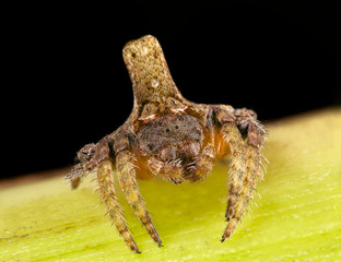 Dolophones turrigera