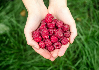 Hands holding raspberries