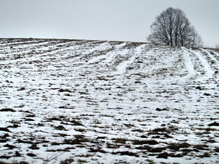 Snowy field with an old tree