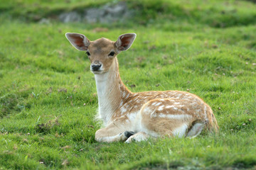 Fawn is lying on grass