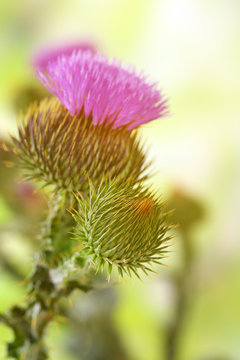 Thistle flowers on nature background