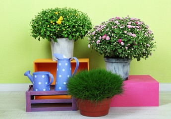 Flowers in pots with color boxes and watering cans