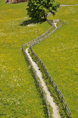 weg durch wiese