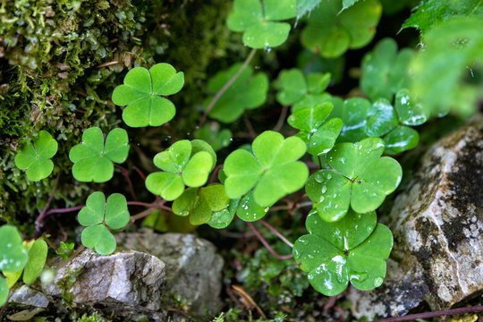 Three leaf clovers closeup in the mountains
