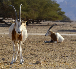 Arabian oryx in Israeli nature reserve near Eilat