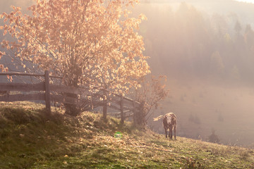 Obraz na płótnie Canvas Cow grazing in the mist in autumn meadow