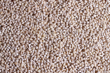 Barley grains