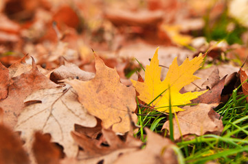 Yellow autumn leaf