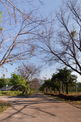 Fototapeta premium Country road of travel with morning light