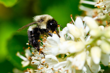 Bee Gathering Pollen from a White Flower