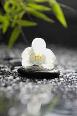 Fototapeta na wymiar Still life white orchid and stones with green leaves 