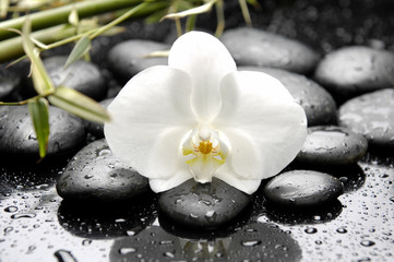 Fototapeta na wymiar Beautiful white orchid and stones with green leaves
