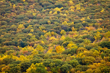Fall Forest in New York Background Texture