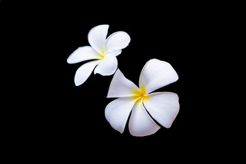 two white flowers isolated on black,selective focus