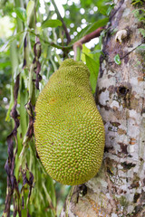 Green jackfruit on the tree