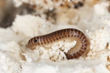 Millipede (Blaniulidae) om mushroom, extreme close-up