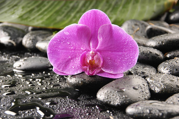 Macro of beautiful pink orchid and green palm on wet pebbles