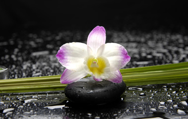 Macro of orchid and green plant with water drops