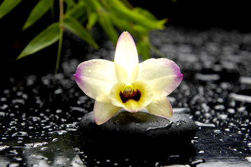 orchid on stones with green leaves in water drops