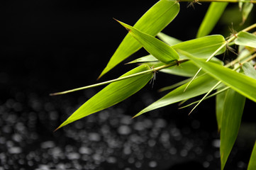Fresh bamboo with water drops background