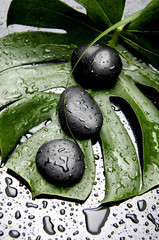 Obraz na płótnie Canvas Monstera plant and zen stone with water drops 