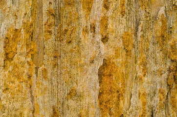 Fototapeta premium colorful petrified wood detail