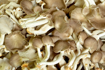 mushroom which cultivate in the building