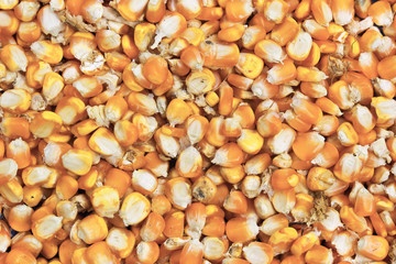Bunch of corn grains