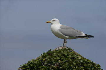 Herring gull, Larus argentatus