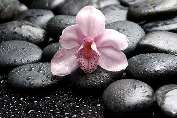 Obraz na płótnie Canvas Macro of beautiful pink orchid on wet pebbles 