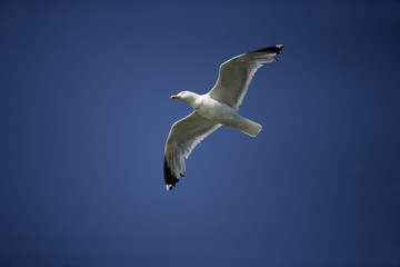 Herring gull, Larus argentatus