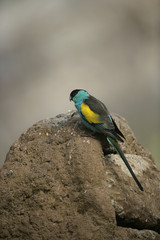 Fototapeta premium Hooded parrot, Psephotus dissimilis