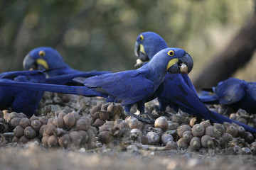 Fototapeta premium Hyacinth macaw, Anodorhynchus hyacinthinus,