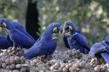 Hyacinth macaw,  Anodorhynchus hyacinthinus,