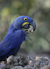 Hyacinth macaw,  Anodorhynchus hyacinthinus,