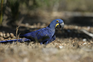 Hyacinth macaw,  Anodorhynchus hyacinthinus,