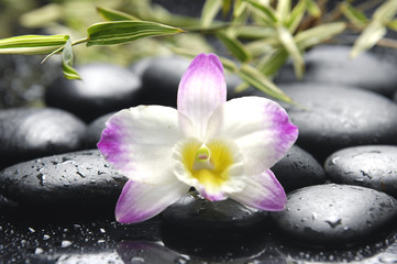 Green plant and beautiful orchid on stone in water drops