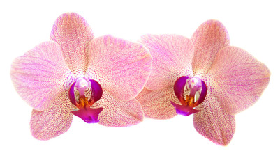 Fototapeta na wymiar Pink orchids