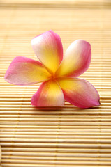 frangipani flowers on bamboo stick straw mat

