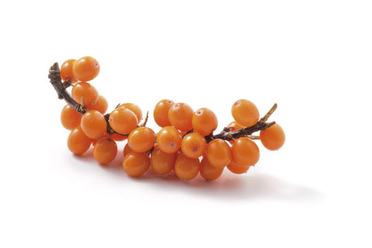 Sea-buckthorn Isolated