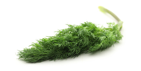 Fresh green dill