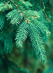 Closeup of green fir tree or pine branches