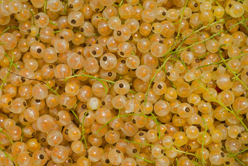 Berries of yellow currant 1