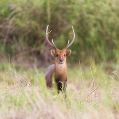 Wild male hog deer in the forest